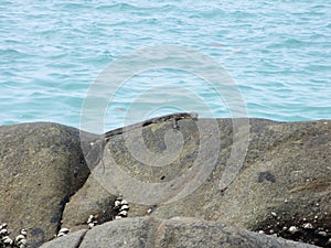 Closeup of a monitor lizard on a stone in Khao Lak in Thailand