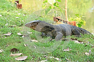 Closeup of monitor lizard - Varanus.