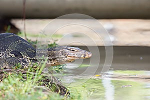 Closeup of monitor lizard - Varanus on green grass focus on the