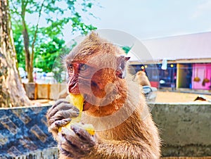 The closeup of monkey with banana, Wat Suwan Kuha, Phang Nga, Thailand