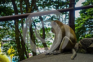 Closeup of monkey in Batu Caves, Malaysia