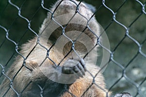 Closeup of a monkey behind the chain-link fences in a zoo with a blurry background