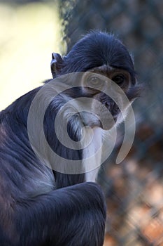 Closeup of a monkey at Blijdorp Zoo Rotterdam. witkruin, white-collared mangabey monkey