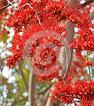 Closeup Monkey Flower Tree or Fire of Pakistan on Blurred Nature