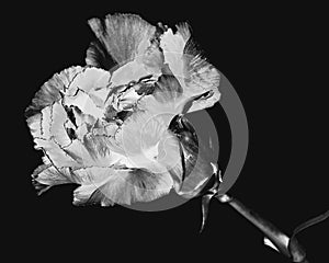 A closeup of a monochrome photo a single carnation.