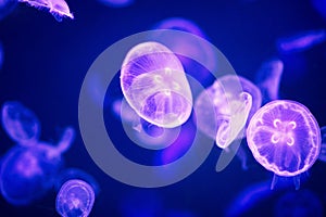 A closeup of moon jellyfish.