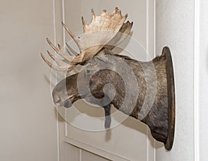 Closeup of a moose head mounted on a wall