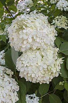 Mophead Hydrangea, Closeup