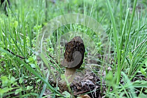 Closeup of a Morchella or the True Morel mushroom surrounded by plants