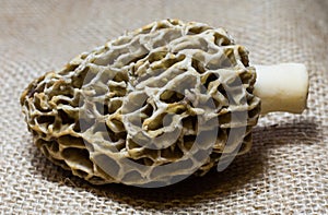 Closeup of a Morel Mushroom on a tan background