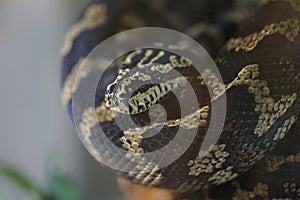 Closeup of a Morelia spilota mcdowelli, carpet phyton snake's skin texture