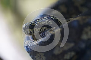 Closeup of a Morelia spilota mcdowelli, carpet phyton snake's skin texture