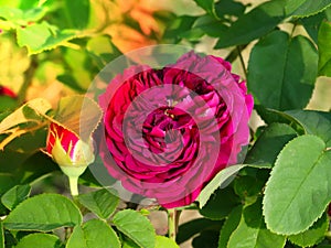 Closeup of morning dew covered flower of Rose 'Munstead Wood' Ausbernard backlit in morning light in English