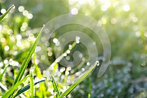 Closeup of morning dew at sunrise on leaves of young green grass, bokeh effect