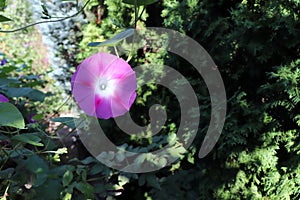 Closeup morning glory flower in a garden. Ipomoea purpurea, the common morning-glory, tall morning-glory, or purple