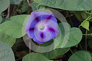 Closeup morning glory flower in a garden. Ipomoea purpurea, the common morning-glory, tall morning-glory, or purple morning glory.