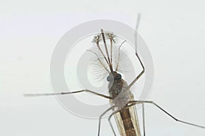 Closeup of a mosquito with big legs against a white background