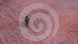 closeup of mosquito biting human skin.