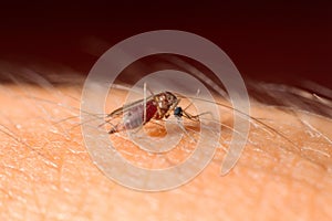 Closeup mosquito suck blood on skin