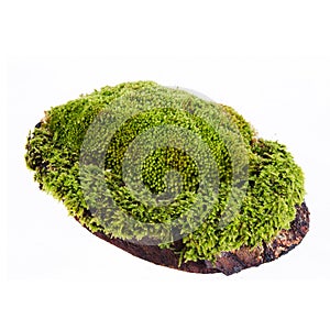 Closeup moss