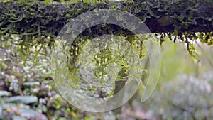 Closeup of moss growing on branch over stream in forest