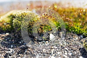 Closeup of moss growing on rocky soil, microworld. photo