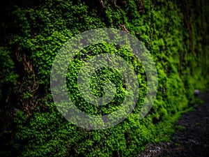 Closeup Moss on rock wall background