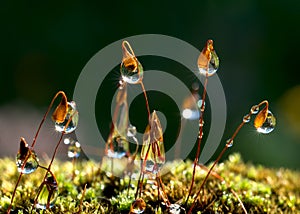 Closeup moss and the sun rays in drops