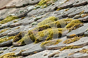 Moss on terra cotta tiles on roof