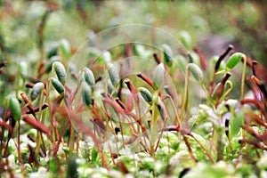 A closeup of moss and their colorful spores.