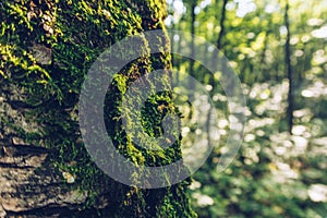 Closeup of moss on tree, with green forest bokeh in the background, moody fantasy wallpaper with copy space. Selective focus,