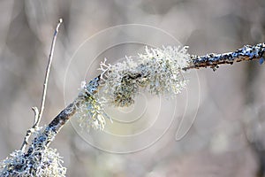 Closeup of Moss on Twig