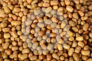 Closeup Of Moth Beans, Indian name Matki