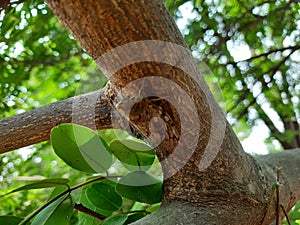 Closeup of a moth sitting on a tree trunk on background of foliage