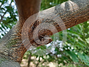 Closeup of a moth sitting on a tree trunk on background of foliage