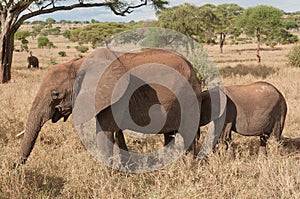 Closeup of a mother African Elephant with her offspring