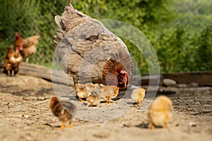 Closeup of a mother chicken with its baby chicks on the farm. Hen with baby chickens