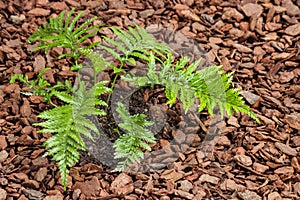 Mother spleenwort fern growing in mulched soil photo