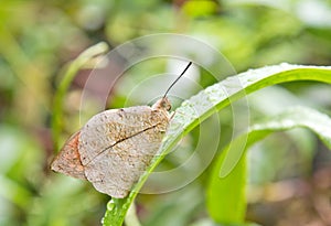 Closeup of Mottled Emigrant Butterfly of Singapore