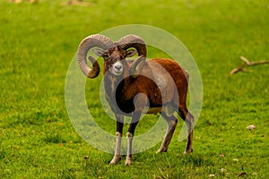 Mouflon in the green field photo