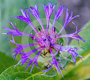 Closeup of a Mountain bluet, Centaurea montana with delicate purple petals