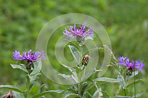 Closeup of mountain bluet in a field under the sunlight with a burry background