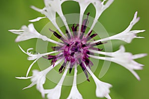 Closeup of a Mountain bluet flower