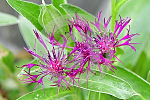 Closeup of Mountain bluet plants growing in a green shrub