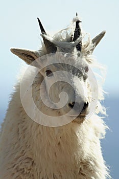 Closeup of a Mountain Goat