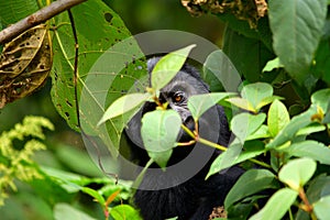 Closeup of a mountain gorilla cub eating foliage in the Bwindi Impenetrable Forest