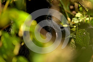 Closeup of a mountain gorilla female eating foliage in the Bwindi Impenetrable Forest