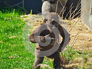 Closeup of a mountain gorilla in Omaha's Henry Doorly Zoo and Aquarium in Omaha Nebraska