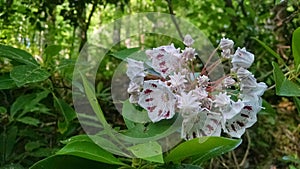 Closeup of Mountain Laurel