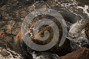 Closeup of a mountain river stream